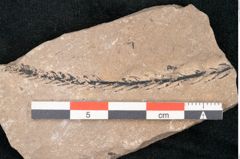 Foto (Detailansicht) von Plantae indet.  (NHMW-GEO-2024-0188-11199)